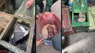 مصدر أمني: حجز مجموعة من الحيوانات البرية والزواحف كانت موجهة للبيع بشكل غير مشروع في كل من الناظور ومراكش